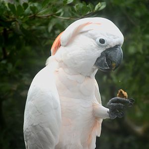 Salmon-crested Cockatoo (Cacatua moluccensis)