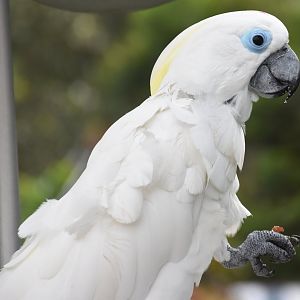 Blue-eyed Cockatoo (Cacatua ophthalmica)