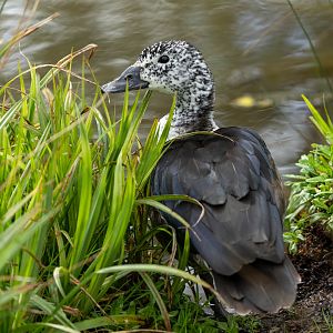 Comb duck (female), WWT Slimbridge, UK