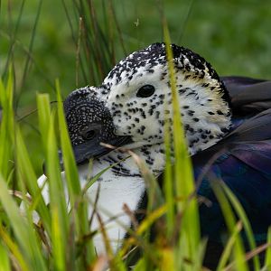 Comb duck (male), WWT Slimbridge, UK