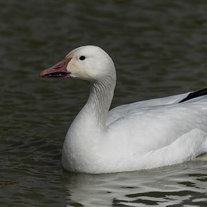 Snow goose, WWT Slimbridge, UK