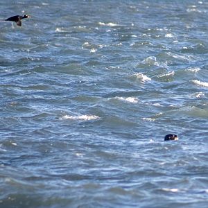 Surf Scoter and Sea Otter