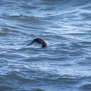 Common Loon - Alaska