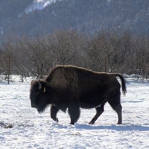 Wood Bison