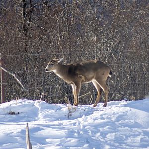 Sitka Blacktail Deer