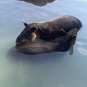 Baird’s Tapirs