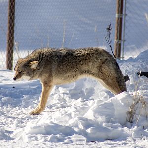 Coyote