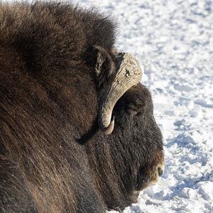 Muskox