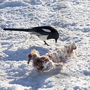 Black-billed Magpie scavenging in the Grey Wolf Exhibit