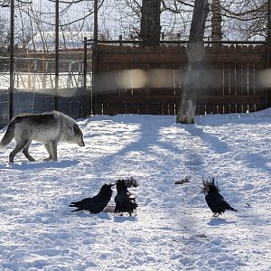 Grey Wolf and Common Ravens