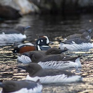 Harlequin Duck and Common Murres