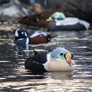 King Eider