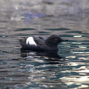 Pigeon Guillemot