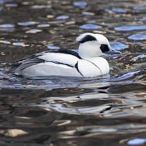 Smew