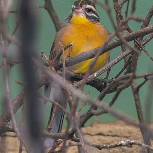 Golden-breasted bunting (Emberiza flaviventris)