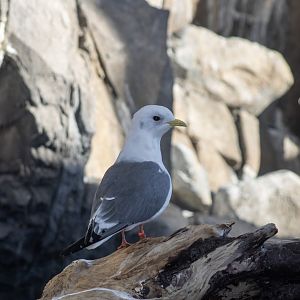 Red-legged Kittiwake