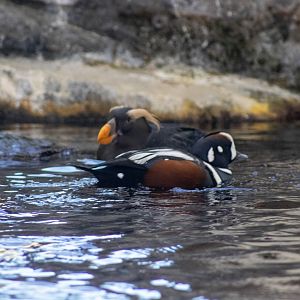 Harlequin Duck and Tufted Puffin