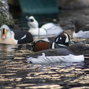Common Murre, Harlequin Duck, King Eider, and Smew