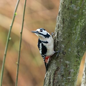 Great spotted woodpecker (wild), UK