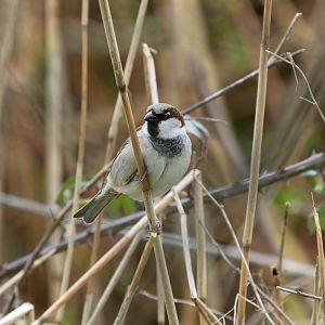 Eurasian House Sparrow (wild), UK