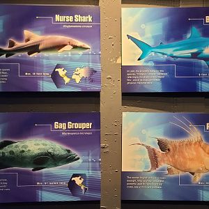 Shark Realm - Signage Example