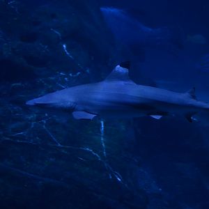 Ocean Realm - Blacktip Reef Shark (Carcharhinus melanopterus)