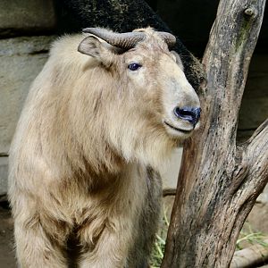 Golden Takin (Budorcas taxicolor bedfordi)