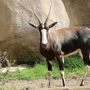 Bontebok (Damaliscus pygargus pygargus)