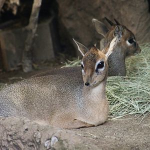 Cavendish's Dik-Dik (Madoqua kirkii cavendishi)