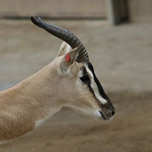 Nubian Soemmerring's Gazelle (Nanger soemmerringii soemmerringii)