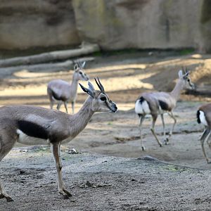 Speke's Gazelle (Gazella spekei)