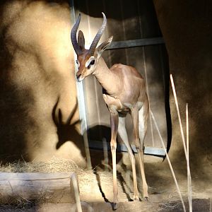 Southern Gerenuk (Litocranius walleri walleri)