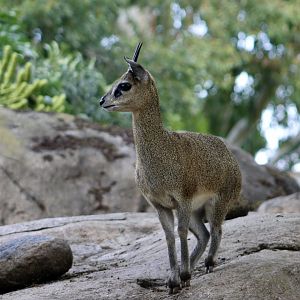 Klipspringer (Oreotragus oreotragus)