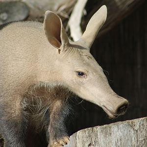 Aardvark (Orycteropus afer)