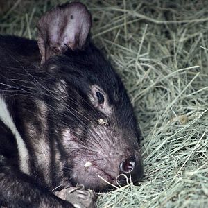 Tasmanian Devil (Sarcophilus harrisii)