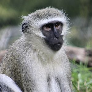 South African Vervet Monkey (Chlorocebus pygerythrus pygerythrus)