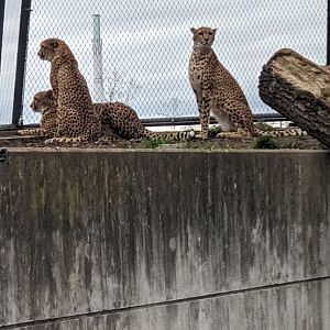 Cheetahs in former Polar Bear Enclosure