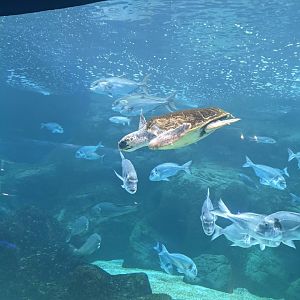 CRETAquarium- Green Sea Turtle