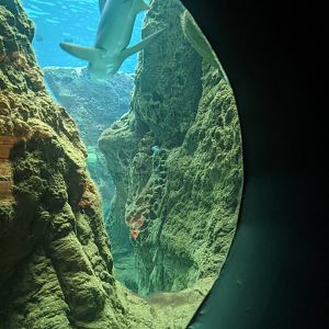 CRETAquarium- View into main tank