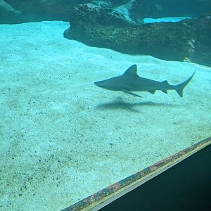 CRETAquarium- Sandbar shark in the main tank