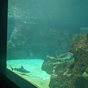 CRETAquarium- View into main tank