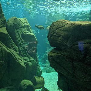 CRETAquarium- View into second-largest tank