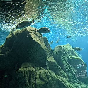 CRETAquarium- View into second-largest tank