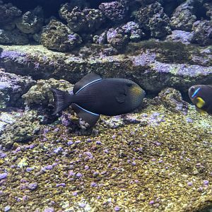 CRETAquarium- Black triggerfish (Melichthys niger) ?
