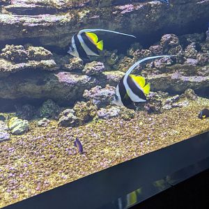 CRETAquarium- Indo-Pacifc reef tank