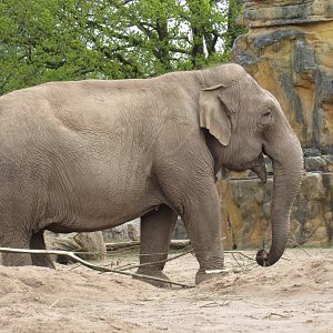 Asian elephant - Maya Hi-Way