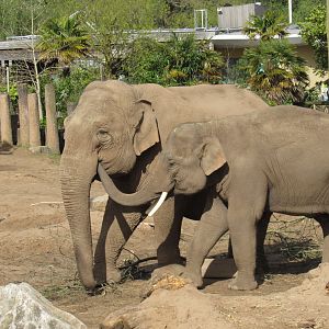 Asian elephant - Anjan and Maya Hi-Way