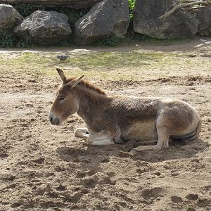 Persian onager