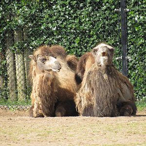 Bactrian camel