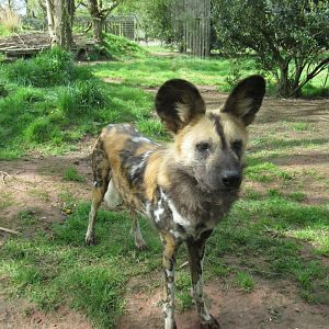 Painted dog